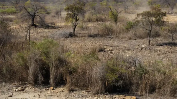 Terras agrícolas abandonadas no Brasil com vegetação selvagem crescendo