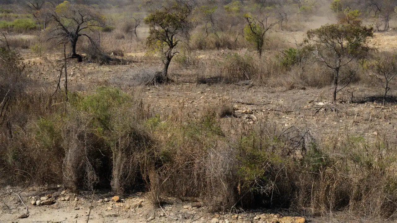 Terras agrícolas abandonadas no Brasil com vegetação selvagem crescendo