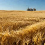 El Niño exige planejamento e manejo antecipado para reduzir perdas e preservar o potencial produtivo das lavouras