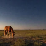 Cavalo quarto de milha em pasto brasileiro com três estrelas no céu