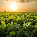 Foto: Imprensa Alltech Crop Science