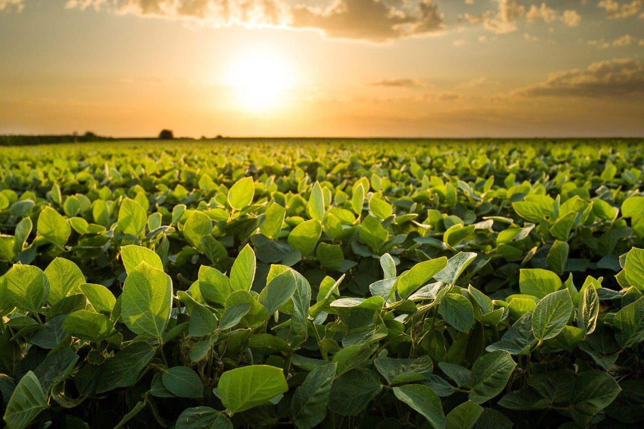Foto: Imprensa Alltech Crop Science