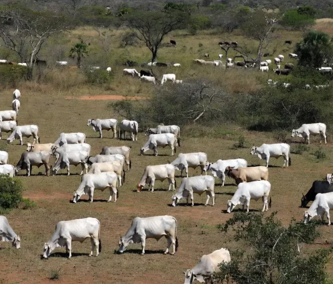 Foto: Fazenda Dona Amélia