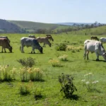 Rebanho de bovinos em pastagem com plantas tóxicas na primavera no Brasil