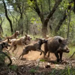 Cães de caça perseguindo javali em mata brasileira