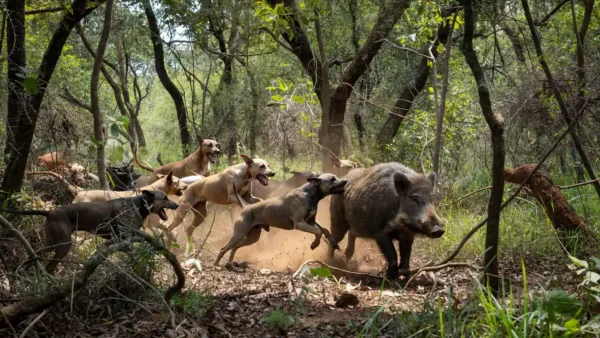 Cães de caça perseguindo javali em mata brasileira