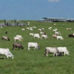 Rebanho de bois em fazenda brasileira moderna no Fórum Pecuária Brasil