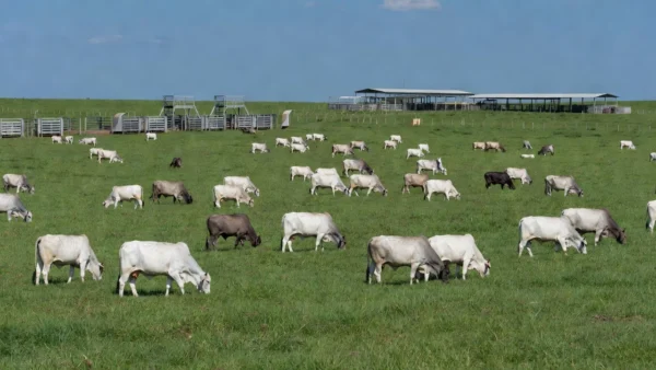 Rebanho de bois em fazenda brasileira moderna no Fórum Pecuária Brasil