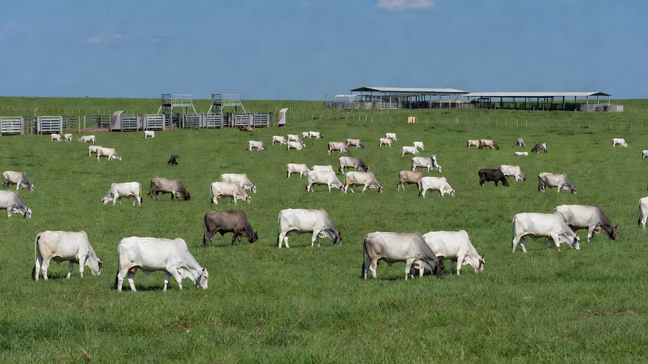 Rebanho de bois em fazenda brasileira moderna no Fórum Pecuária Brasil