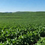 Plantações de soja no Brasil ligadas ao acordo comercial Mercosul-Suíça