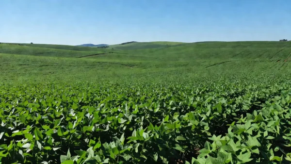Plantações de soja no Brasil ligadas ao acordo comercial Mercosul-Suíça