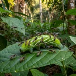 Lagarta parasitada por vespas Cotesia congregata em Campinas