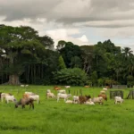 Foco de raiva acende alerta em Rondônia após 14 animais testarem positivo