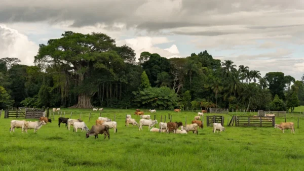 Foco de raiva acende alerta em Rondônia após 14 animais testarem positivo
