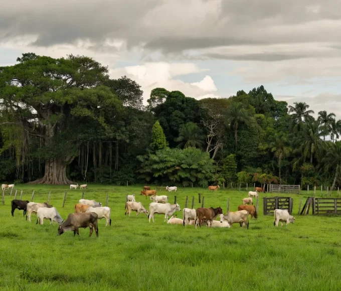 Foco de raiva acende alerta em Rondônia após 14 animais testarem positivo