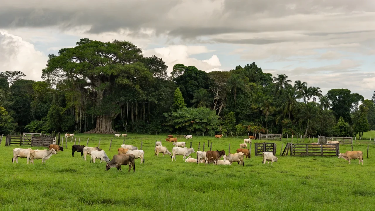 Foco de raiva acende alerta em Rondônia após 14 animais testarem positivo