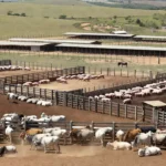 O abate de bovinos no Brasil no segundo trimestre somou 10,721 milhões de cabeças — Foto: Thiago de Jesus