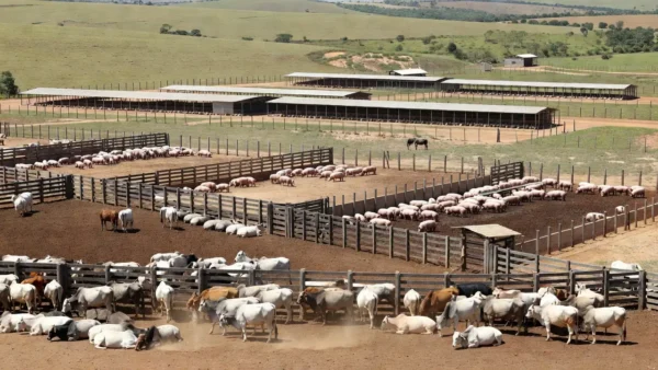 O abate de bovinos no Brasil no segundo trimestre somou 10,721 milhões de cabeças — Foto: Thiago de Jesus