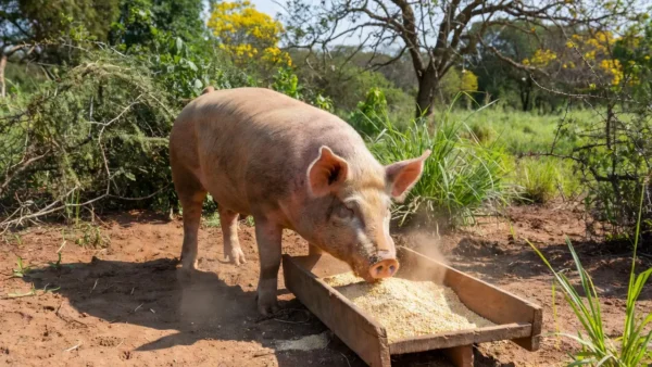Porco comercial consumindo ração em granja brasileira