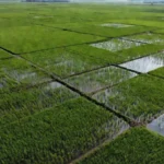 Arrozais no Rio Grande do Sul representando acordo de remoção de carbono do Google