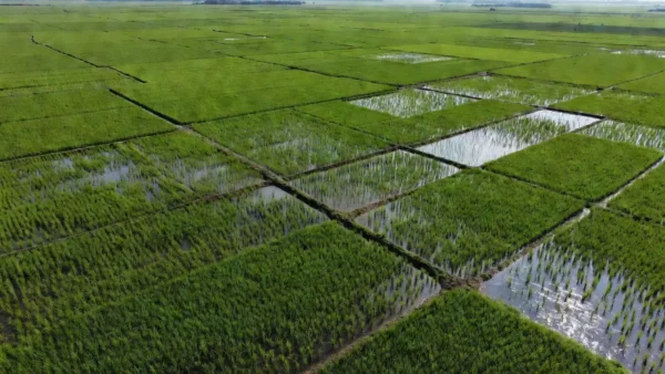 Arrozais no Rio Grande do Sul representando acordo de remoção de carbono do Google