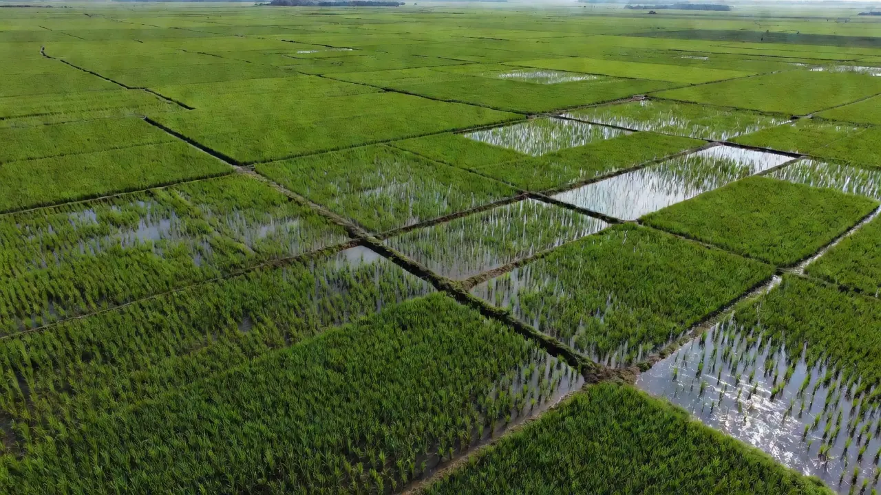 Arrozais no Rio Grande do Sul representando acordo de remoção de carbono do Google