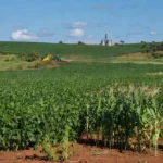 A safra de soja em 2025 foi de 165,3 milhões de toneladas, avanço de 14,4% frente ao ano anterior. Oleaginosa tem maior valor de produção entre os produtos agrícolas - Foto: Gilson Abreu/AEN
