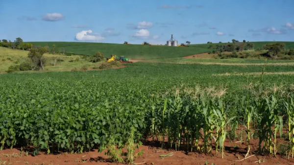 A safra de soja em 2025 foi de 165,3 milhões de toneladas, avanço de 14,4% frente ao ano anterior. Oleaginosa tem maior valor de produção entre os produtos agrícolas - Foto: Gilson Abreu/AEN