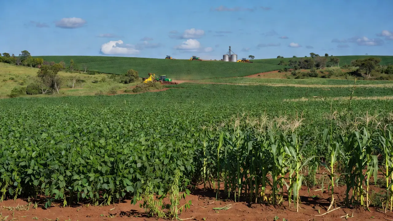 A safra de soja em 2025 foi de 165,3 milhões de toneladas, avanço de 14,4% frente ao ano anterior. Oleaginosa tem maior valor de produção entre os produtos agrícolas - Foto: Gilson Abreu/AEN