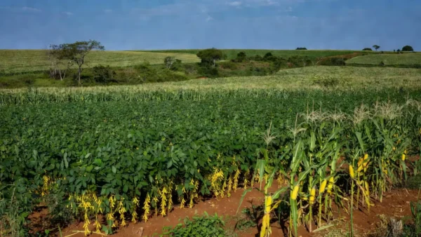 Soja e milho impulsionam o crescimento do agronegócio nacional Reprodução/Record News
