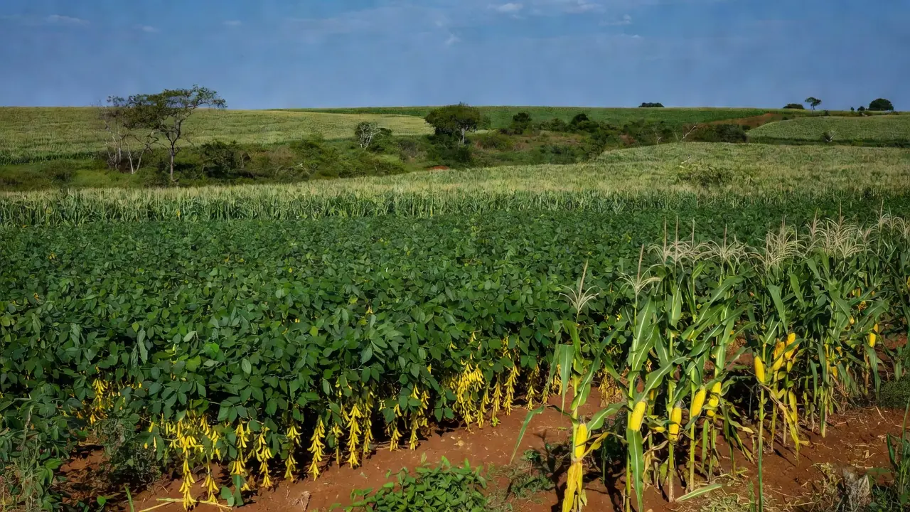 Soja e milho impulsionam o crescimento do agronegócio nacional Reprodução/Record News