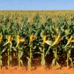 Plantação de milho em região produtora do Brasil com espigas maduras