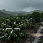 Plantação de café no Cerrado Mineiro com chuvas e nova florada