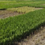 Lavoura de arroz no Brasil com redução na safra