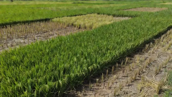 Lavoura de arroz no Brasil com redução na safra