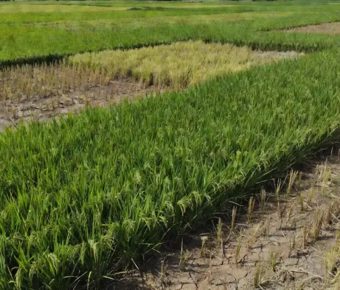 Lavoura de arroz no Brasil com redução na safra