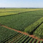 Vista aérea de lavouras de soja e milho no Brasil representando produção agrícola