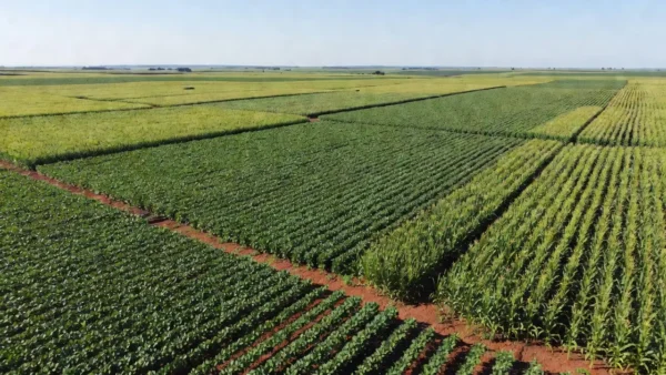 Vista aérea de lavouras de soja e milho no Brasil representando produção agrícola