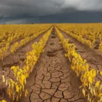 Novas cultivares de algodão combinam sanidade e alta produtividade