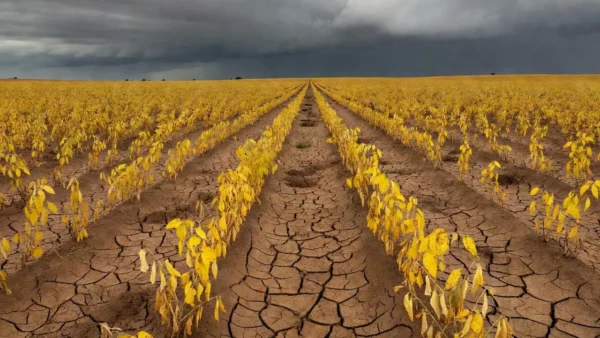 Novas cultivares de algodão combinam sanidade e alta produtividade