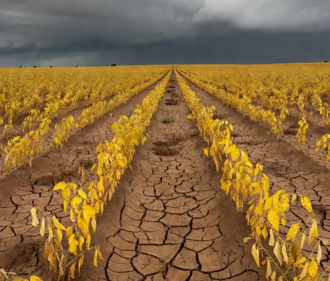 Novas cultivares de algodão combinam sanidade e alta produtividade