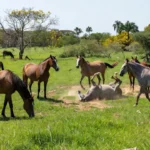 Cavalos em fazenda brasileira representando pesquisa sobre manejo e personalidade equina