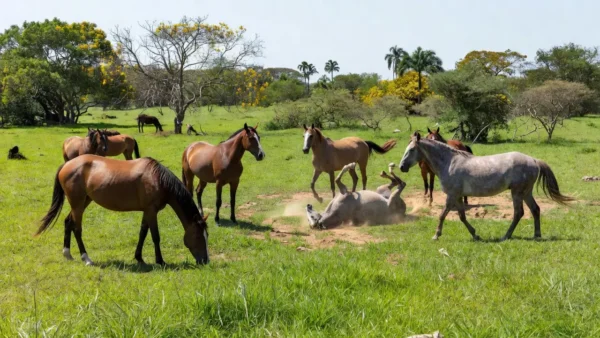 Cavalos em fazenda brasileira representando pesquisa sobre manejo e personalidade equina