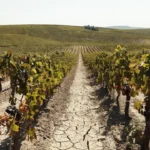 Vinhedos de champagne na França sob calor recorde