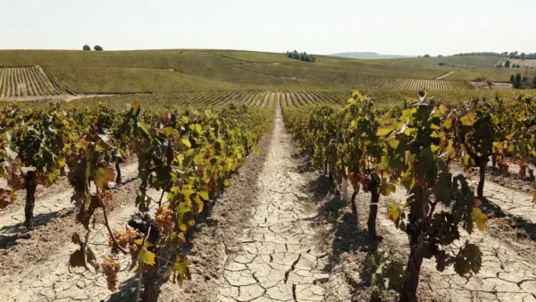 Vinhedos de champagne na França sob calor recorde