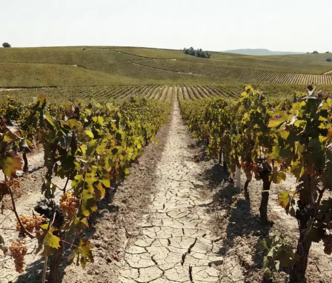 Vinhedos de champagne na França sob calor recorde