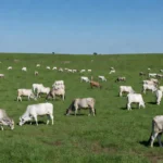 Rebanho bovino em pastagem no Brasil representando exportação de carne bovina