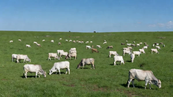 Rebanho bovino em pastagem no Brasil representando exportação de carne bovina