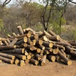 Toras de madeira empilhadas em área rural brasileira, roubo ilegal investigado pela Polícia Federal na Embrapa