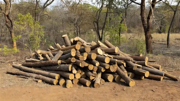 Toras de madeira empilhadas em área rural brasileira, roubo ilegal investigado pela Polícia Federal na Embrapa